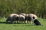 BORDER COLLIE - MOUTONS 109
